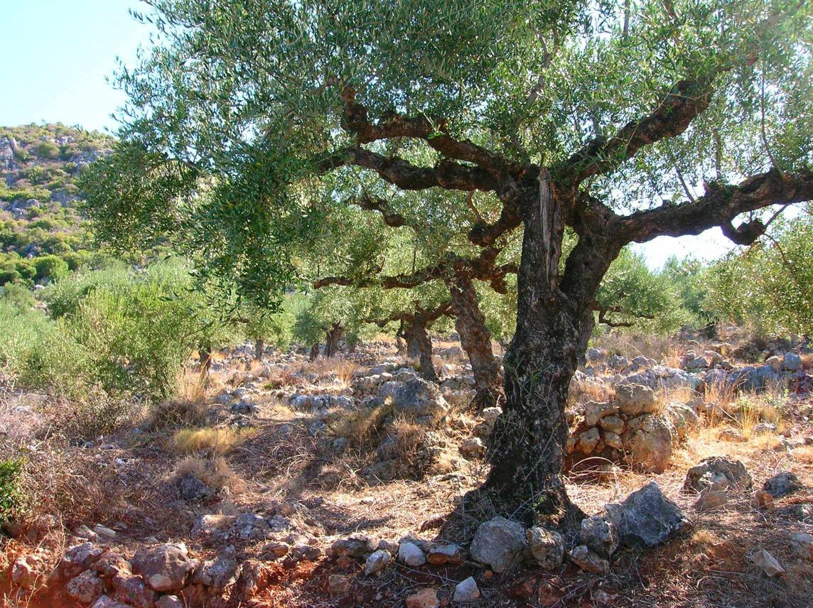 An old olive tree